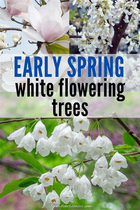 white flowering trees identification|trees with white blossoms in early spring.